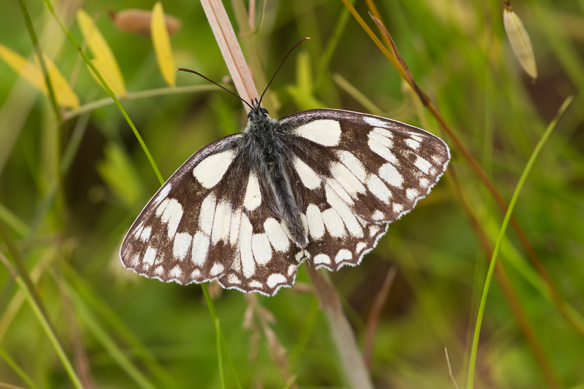 Marbled White 5